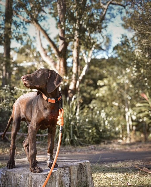 RidgeLine Rope Lead Orange Sunset – Point & Retrieve
