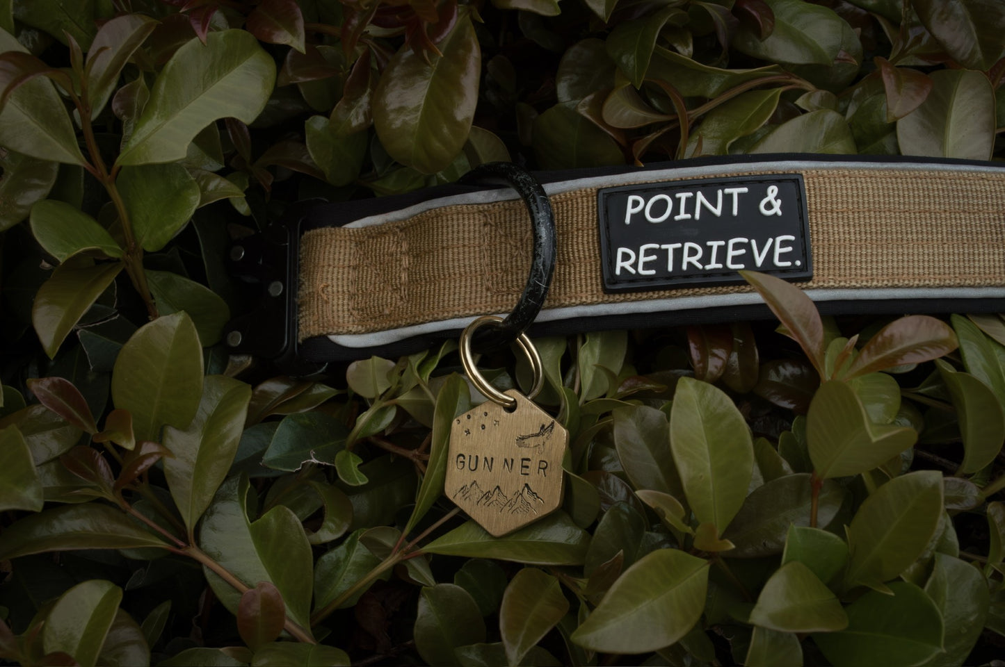 Dog collar with 'Point & Retrieve' tag and 'Runner' tag on green leaves