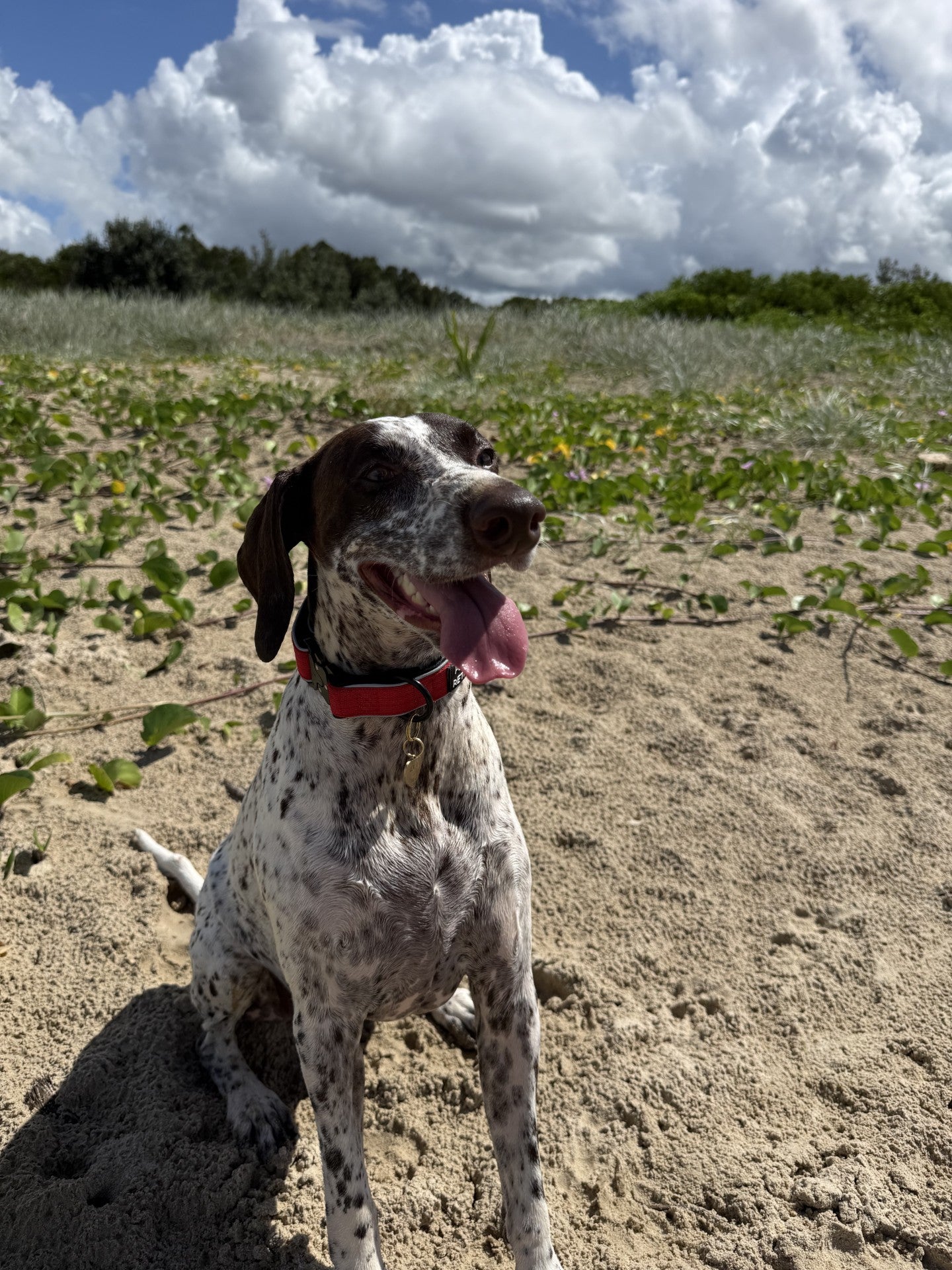 Dog with a red collar sitting on sandy ground with grass and plants in the background