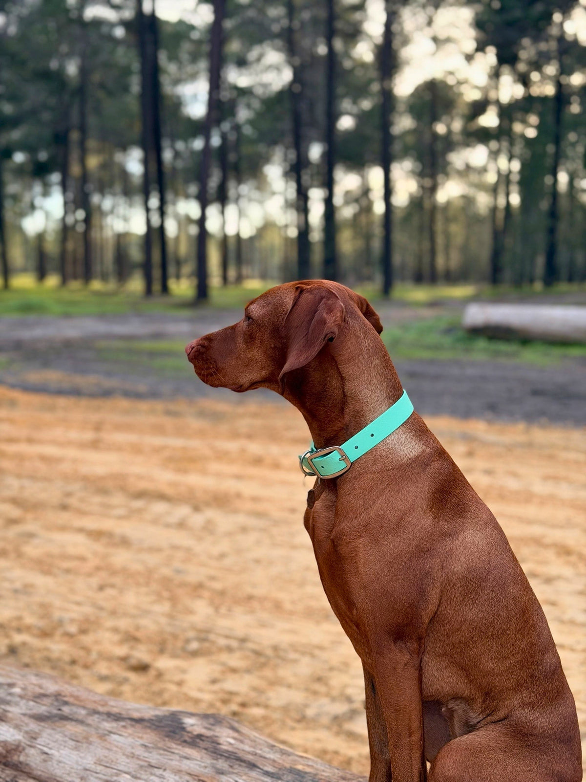 Aqua Collar - Seafoam