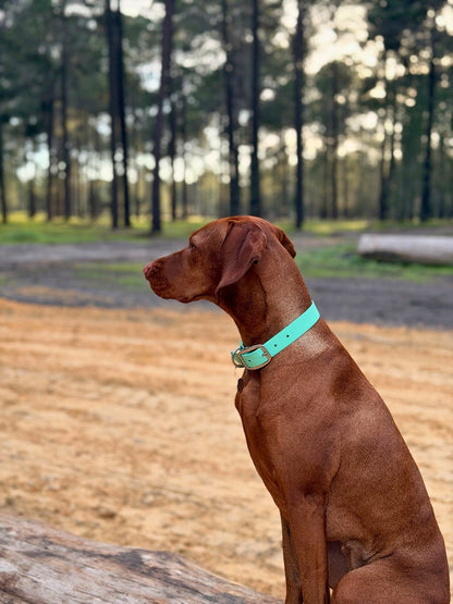 Aqua Collar - Seafoam