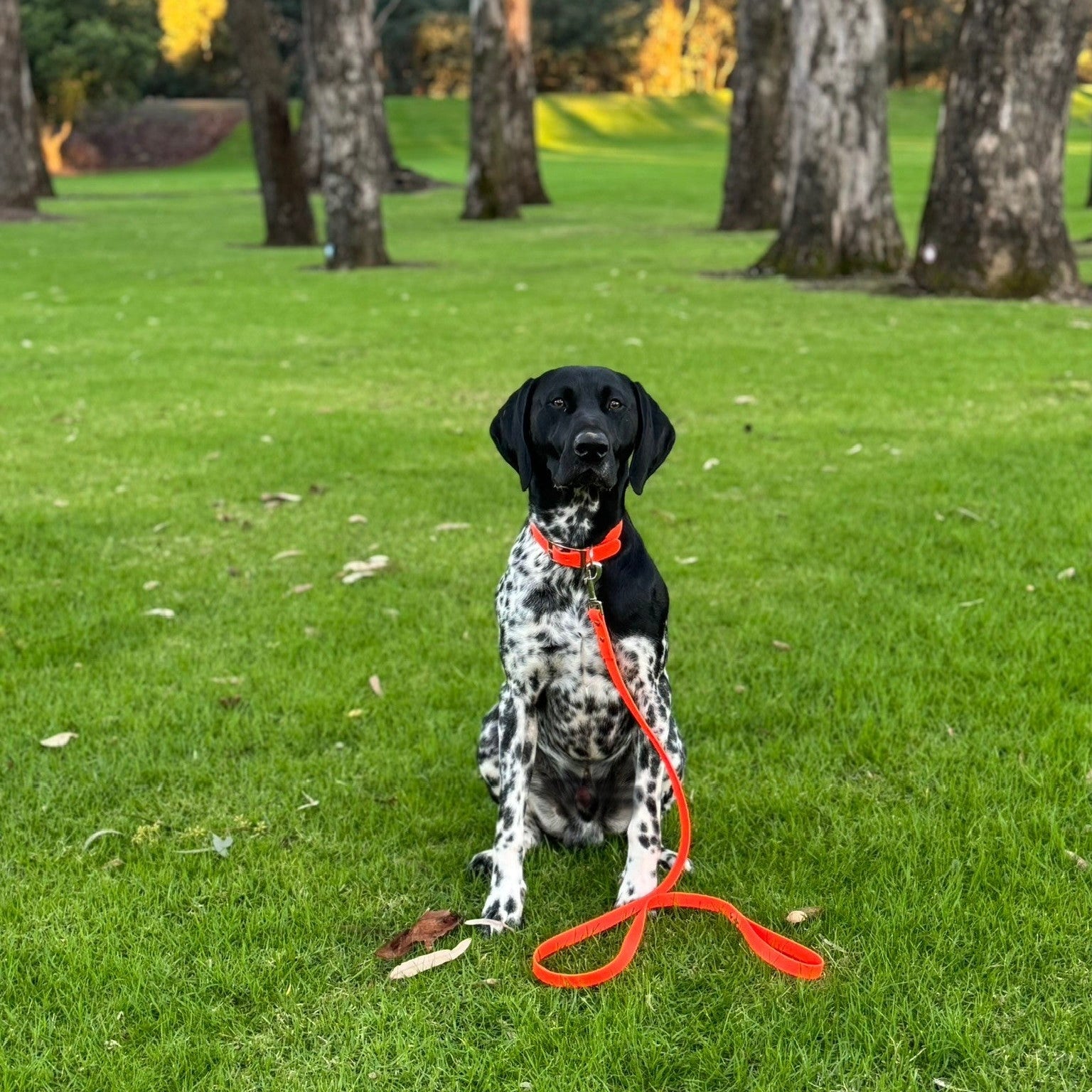A black and white spotted dog sitting on a green grassy lawn in a park, wearing a bright orange collar and leash.