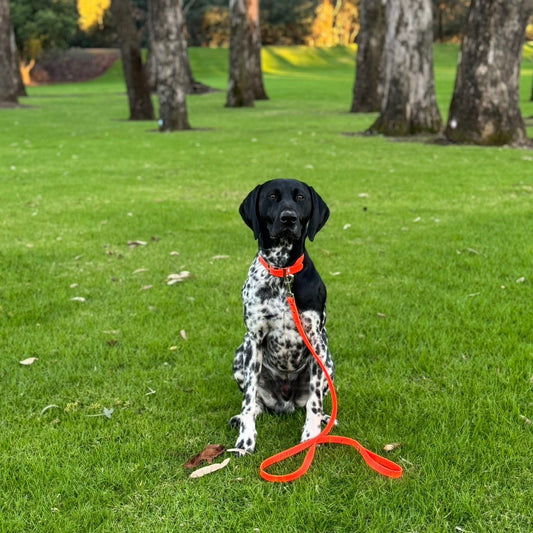 A black and white spotted dog sitting on a green grassy lawn in a park, wearing a bright orange collar and leash.