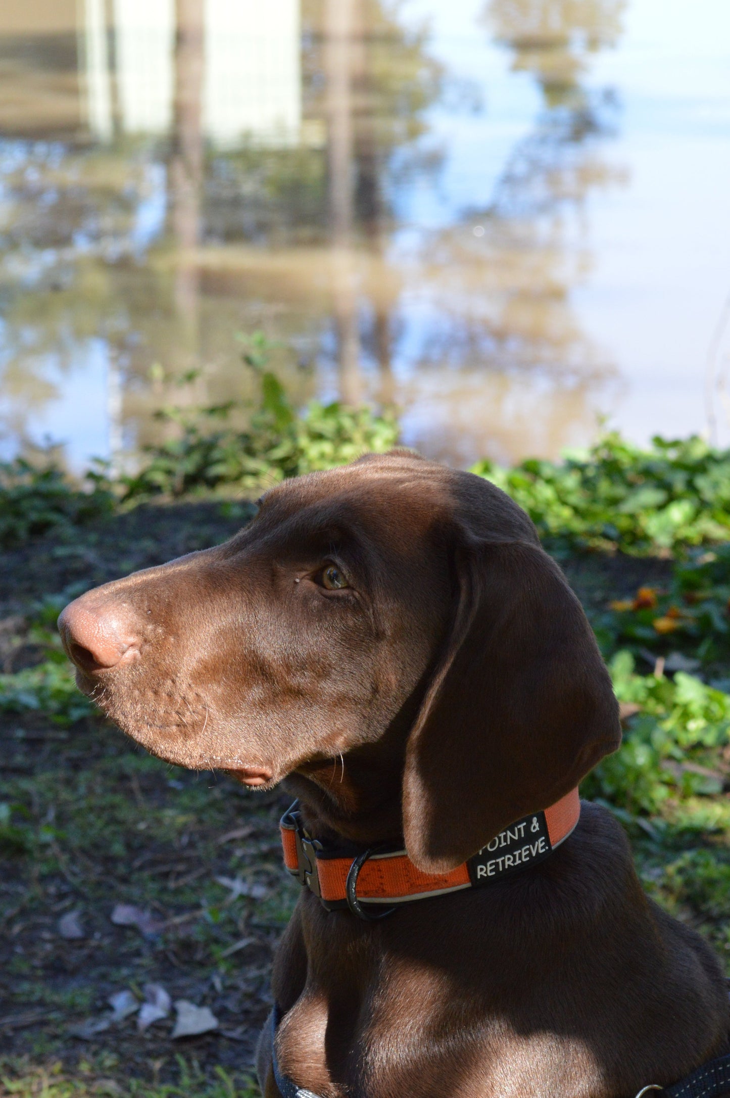 Everyday Adventure Collar - Orange