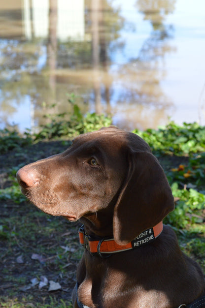 Everyday Adventure Collar - Orange
