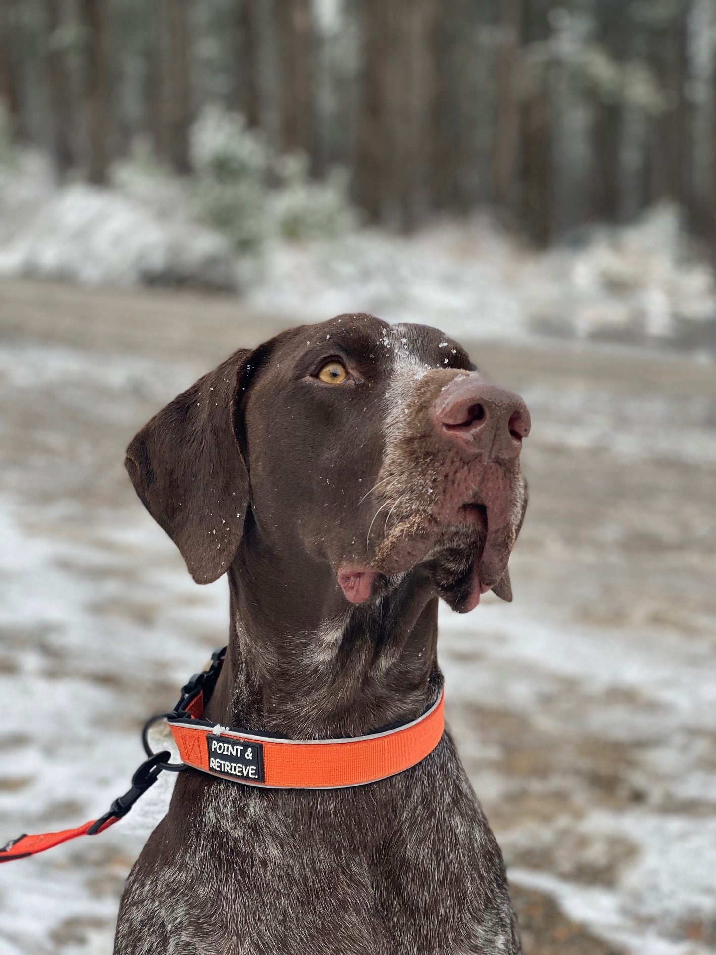 Everyday Adventure Collar - Orange
