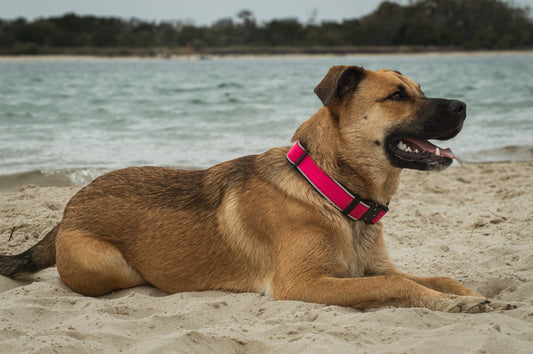 Dog with a pink Point & Retrieve collar lying on a sandy beach with water and trees in the background