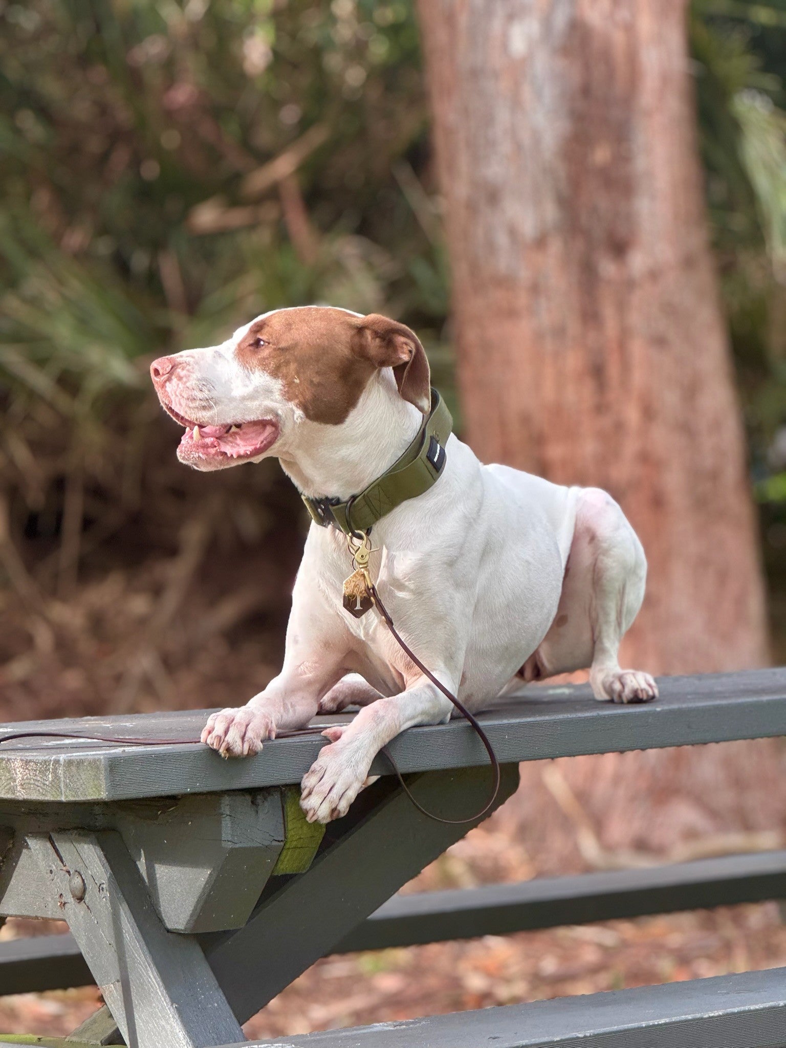 Dog sitting on a wooden bench with a blurred natural background