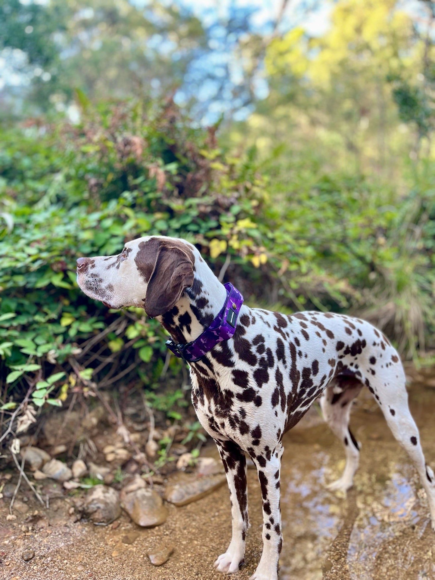 Tactical Collar - Purple Camo