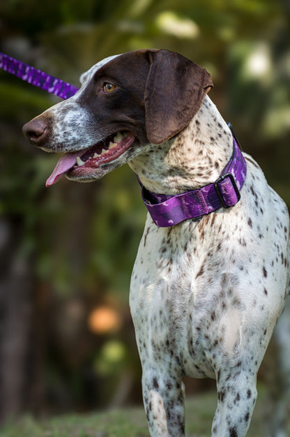 Dog wearing a purple Tactical collar and leash with a blurred natural background