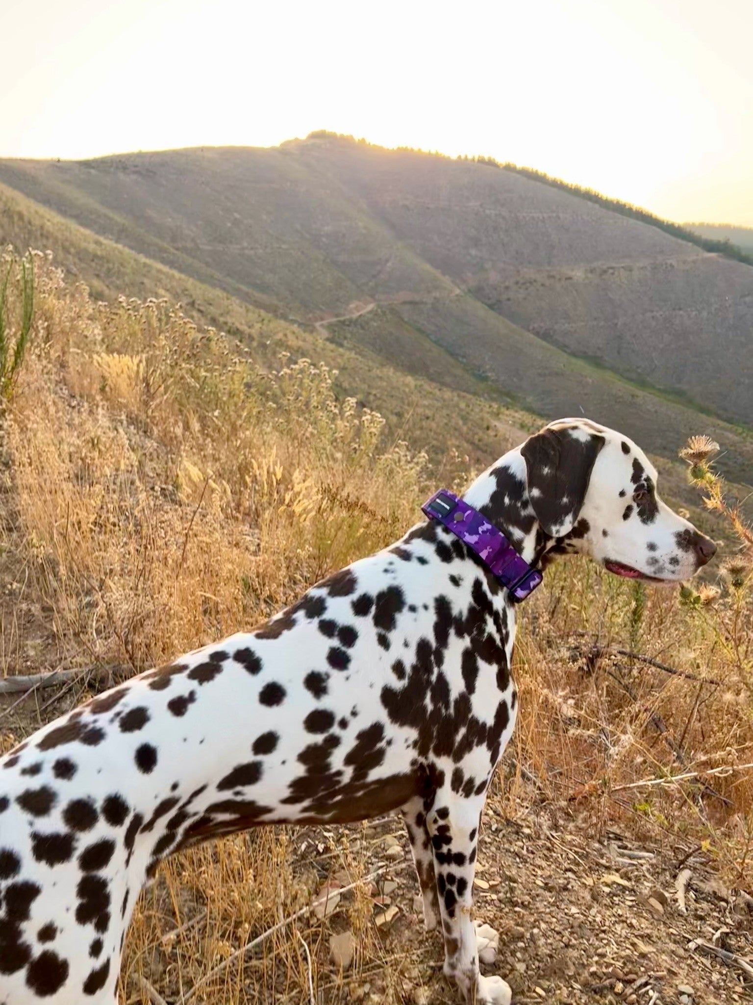 Dalmatian dog with a purple collar standing in a scenic outdoor setting with mountains.