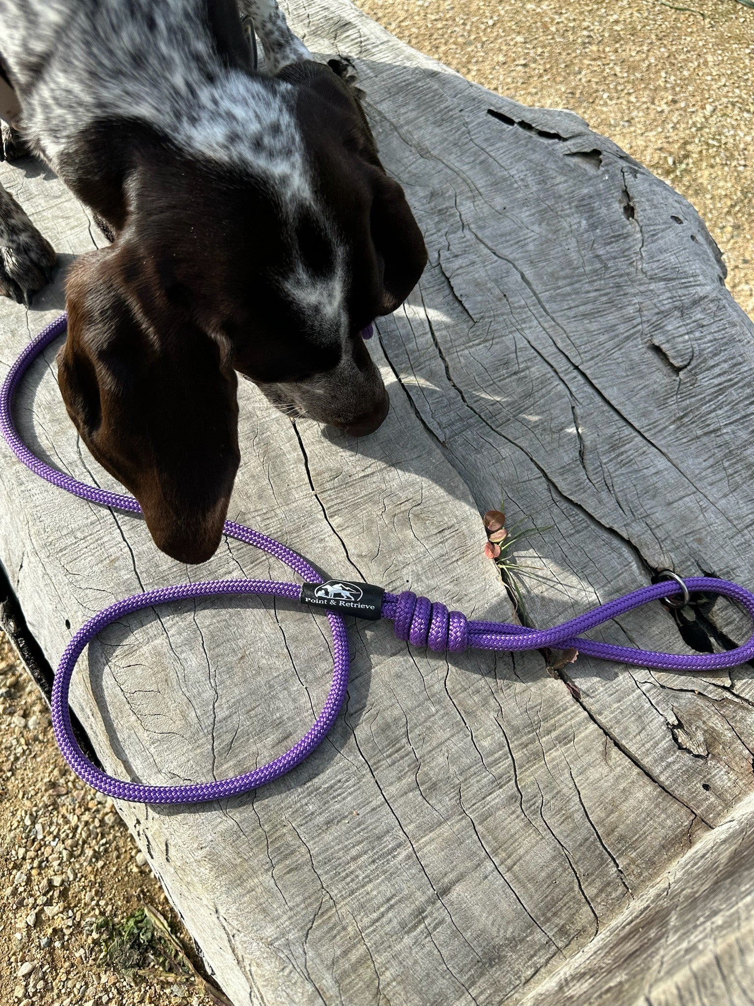 RidgeLine Rope Lead Purple β Point & Retrieve