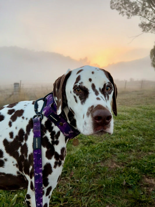Tactical Collar - Purple Camo