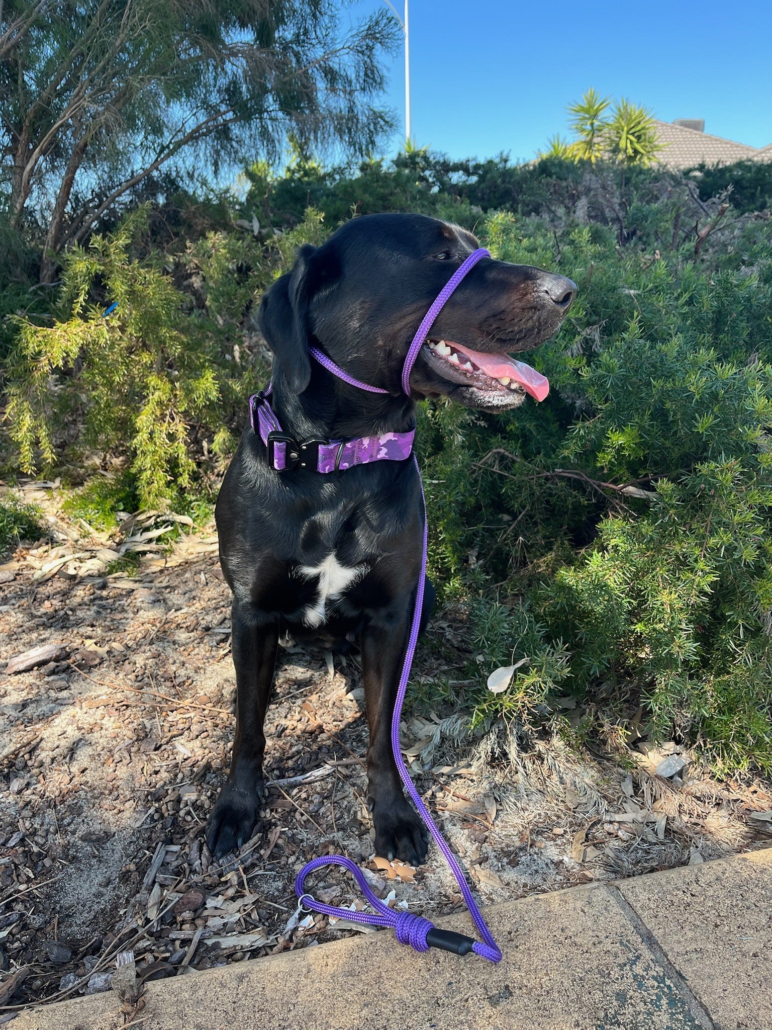 Black dog on a purple slip leash with a purple collar standing outdoors near greenery