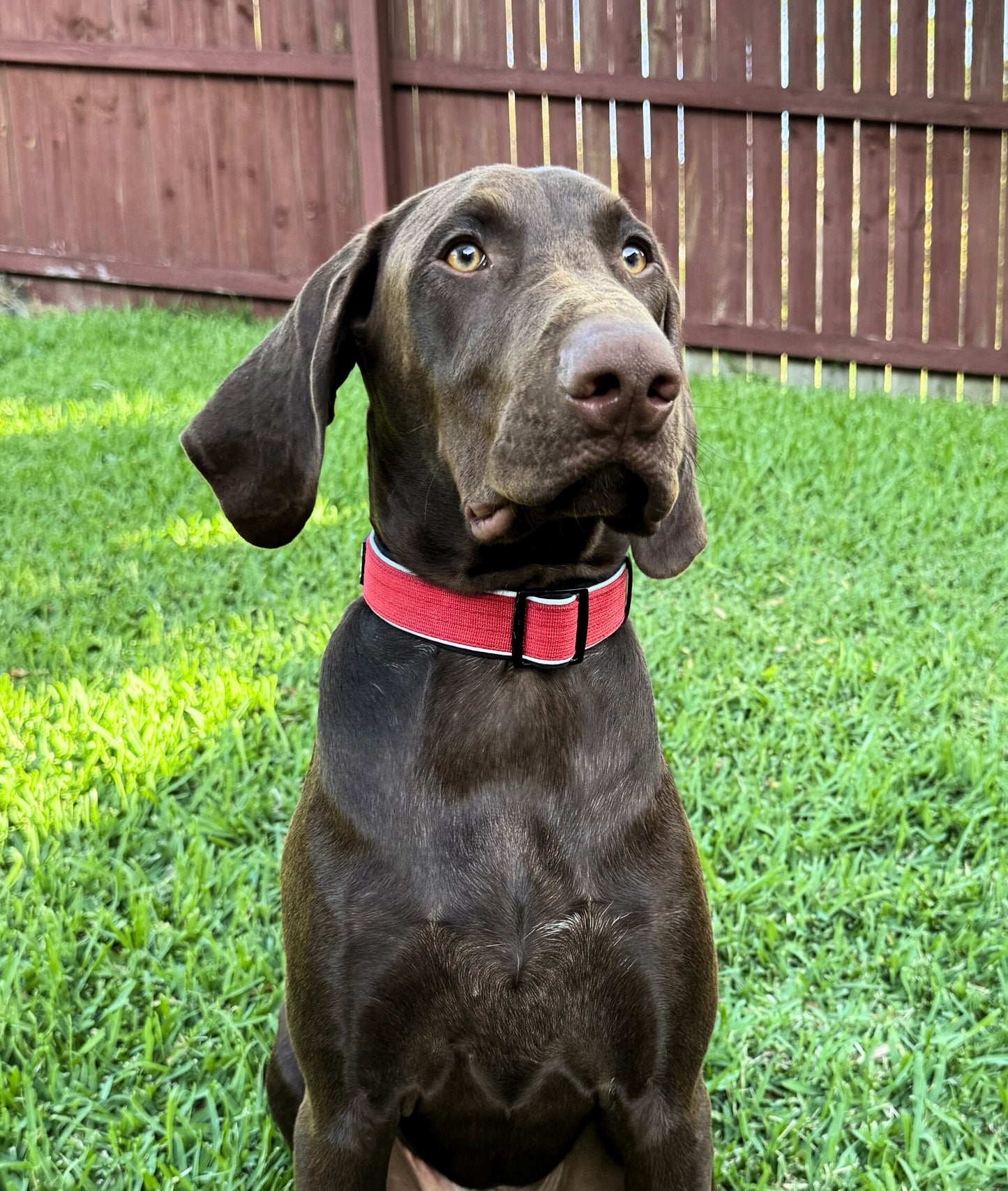 Dog wearing a red collar sitting on grass with a wooden fence in the background