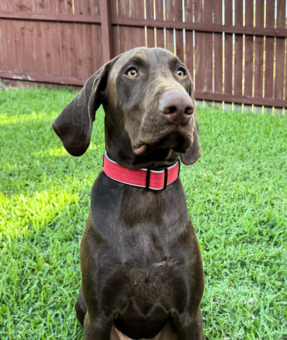 Dog wearing a red collar sitting on grass with a wooden fence in the background