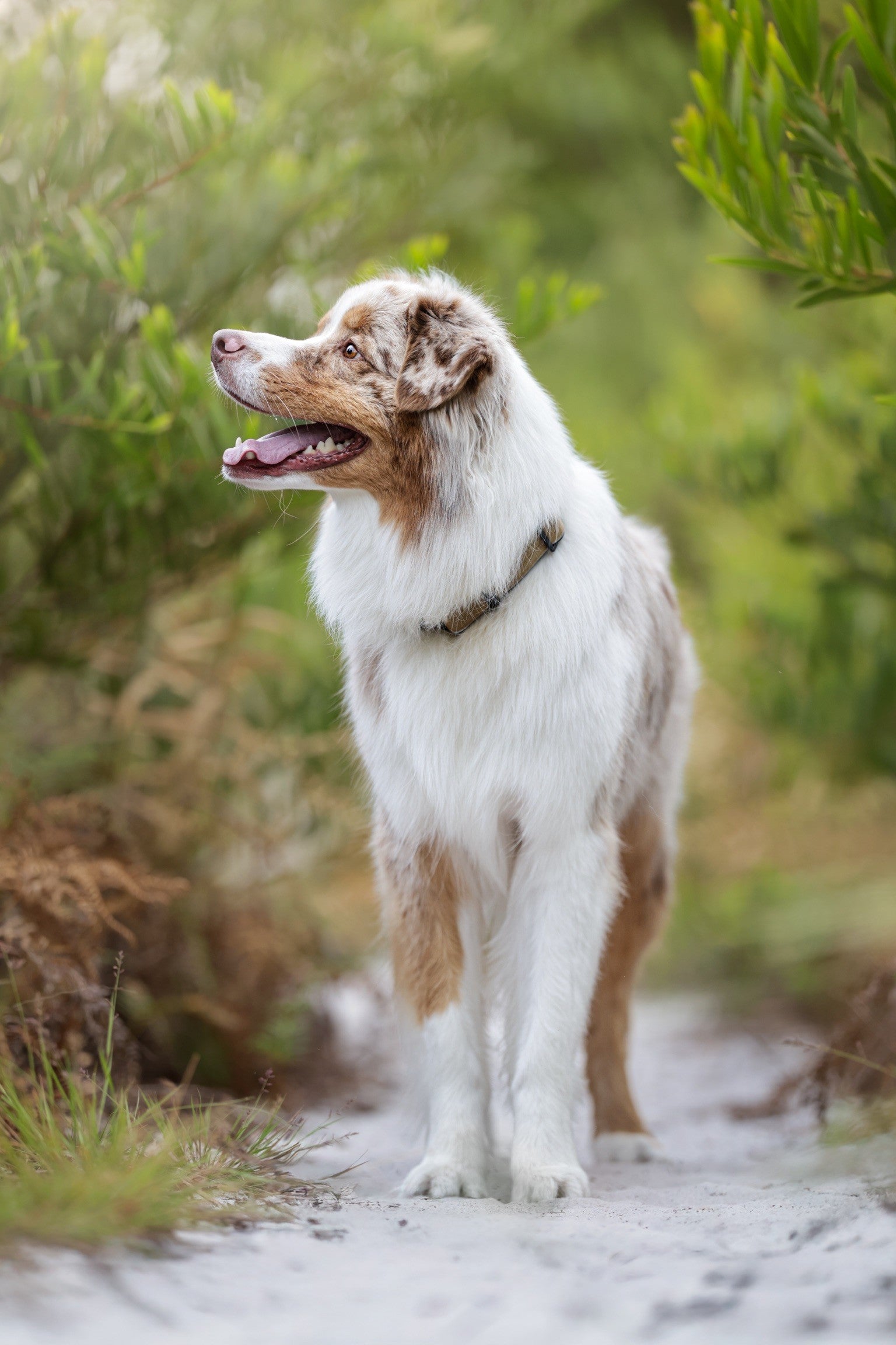 Dog standing on a path surrounded by greenery
