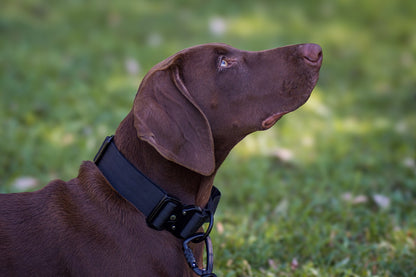 Brown dog wearing a black collar on a grassy background