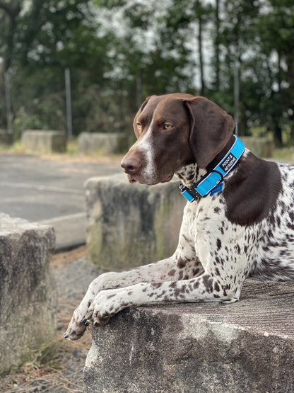 GSP Dog sitting on rock wearing a blue Point & Retrieve Everyday Adventure Collar